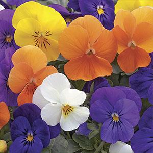 Viola Mixes Sorbet XP All Seasons mix