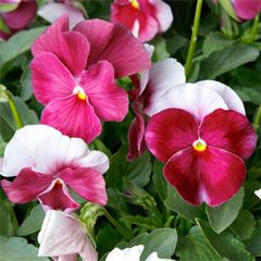 Viola ColorMax Beacon Rose