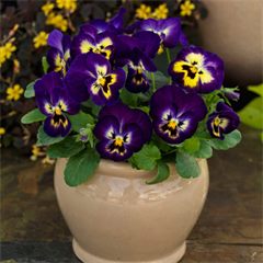 Viola ColorMax Berry Pie
