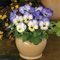 Viola ColorMax Blue Icy