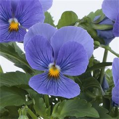 Viola ColorMax Blue True