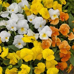 Viola Mixes ColorMax Citrus Mix
