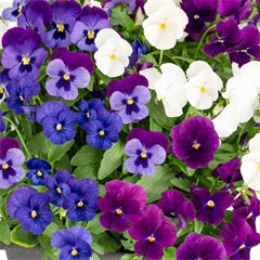 Viola Mixes ColorMax Cool Waters Mix