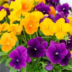 Viola Mixes ColorMax Harvest Mix