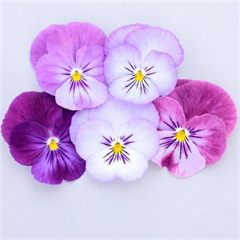 Viola ColorMax Lavender Flash