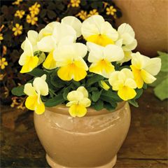 Viola ColorMax Lemon Splash