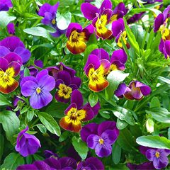Viola Mixes ColorMax Lemonberry Pie Mix