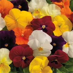 Viola Mixes ColorMax Mix