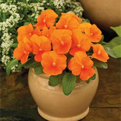 Viola ColorMax Orange Clear