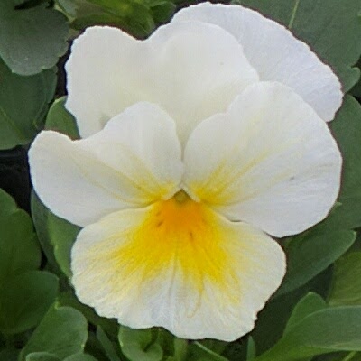 Viola ColorMax Popcorn