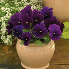 Viola ColorMax Purple Clear