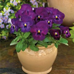 Viola ColorMax Purple Glow