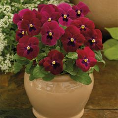Viola ColorMax Rose Blotch