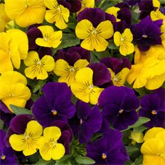 Viola Mixes ColorMax Royal Mix
