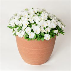 Viola ColorMax White