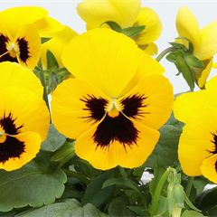 Viola ColorMax Yellow Blotch