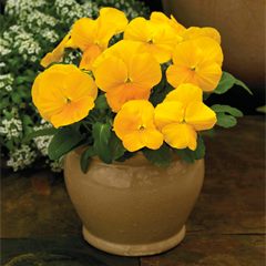 Viola ColorMax Yellow Clear