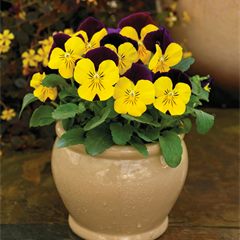 Viola ColorMax Yellow Jump Up