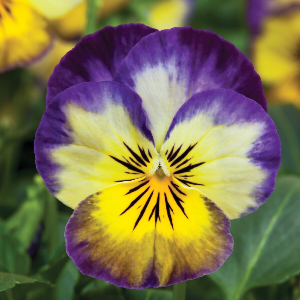 Viola Penny Primrose Picotee