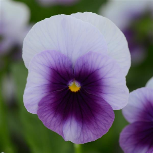 Viola Sorbet XP Beaconsfield