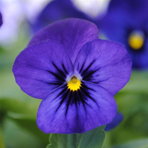 Viola Sorbet XP Blue Blotch