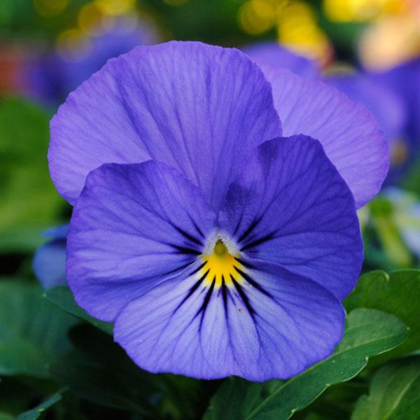 Viola Sorbet XP Blue True