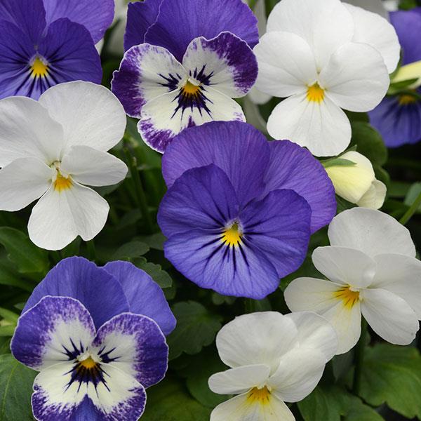 Viola Mixes Sorbet XP Blueberry Sundae Mix