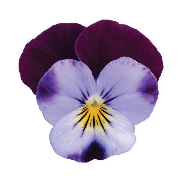 Viola Sorbet XP Denim Jump Up