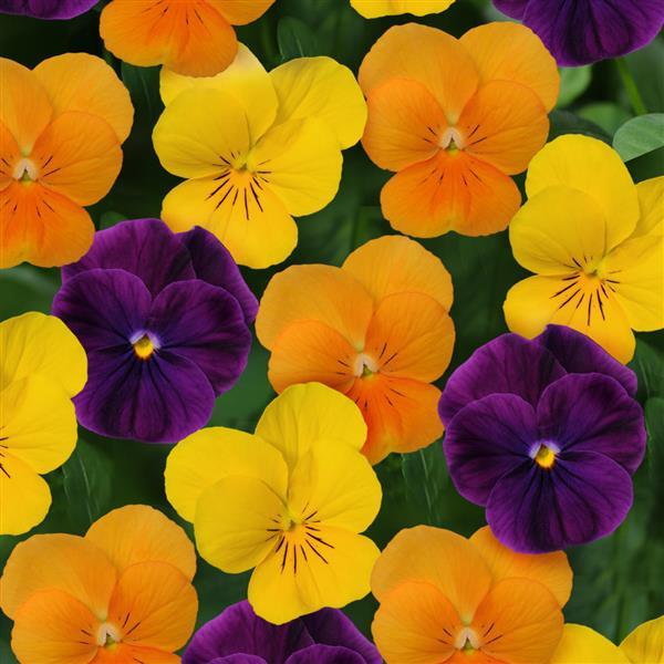 Viola Mixes Sorbet XP Harvest Mix