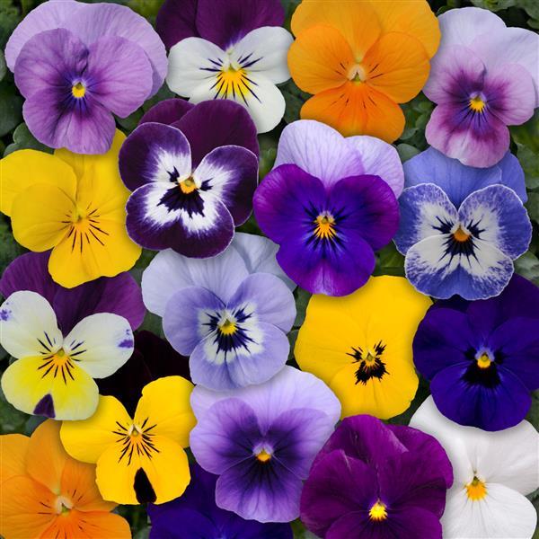 Viola Mixes Sorbet XP Mix Fall