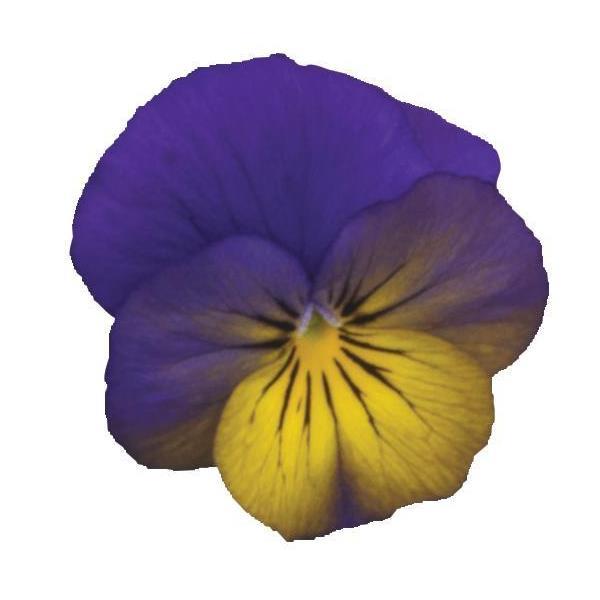 Viola Sorbet XP Morpho