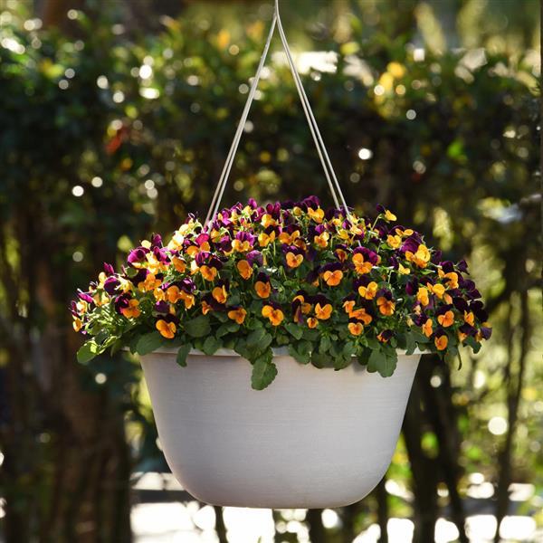 Viola Sorbet Xp Orange Jump Up