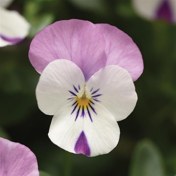 Viola Sorbet XP Pink Wing