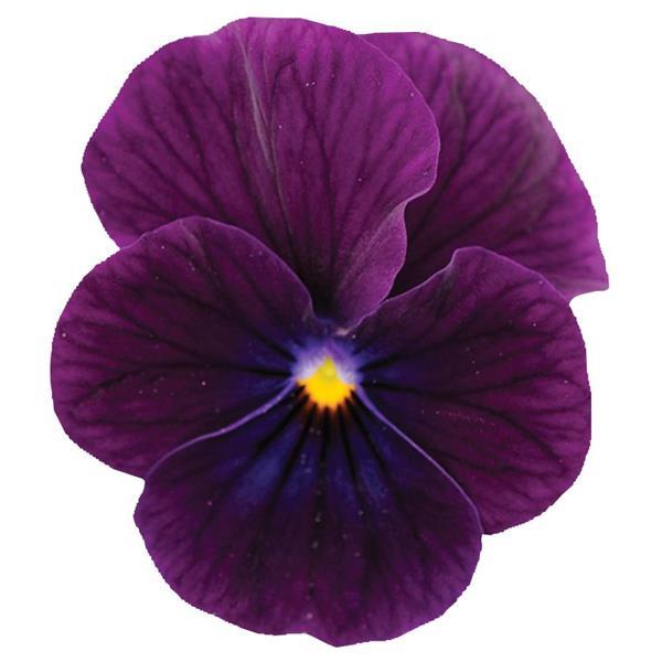 Viola Sorbet XP Purple