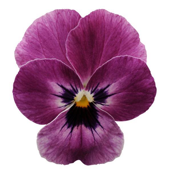 Viola Sorbet XP Raspberry