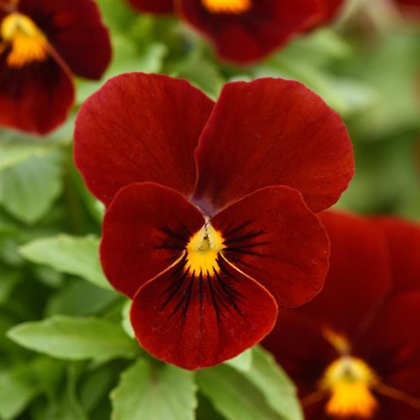Viola Sorbet XP Red