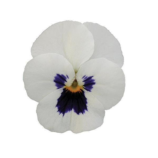Viola Sorbet XP White Blotch