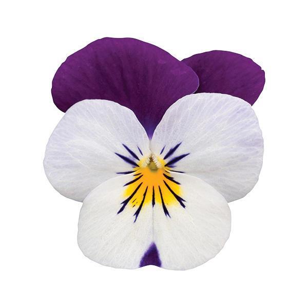Viola Sorbet XP White Jump Up