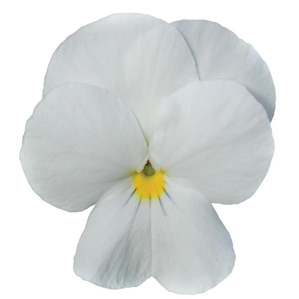 Viola Sorbet XP White