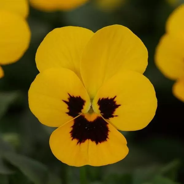 Viola Sorbet XP Yellow Blotch
