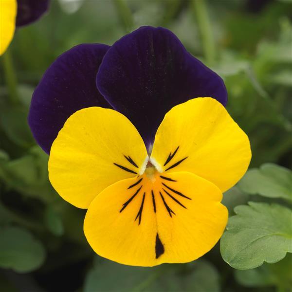 Viola Sorbet XP Yellow Jump Up