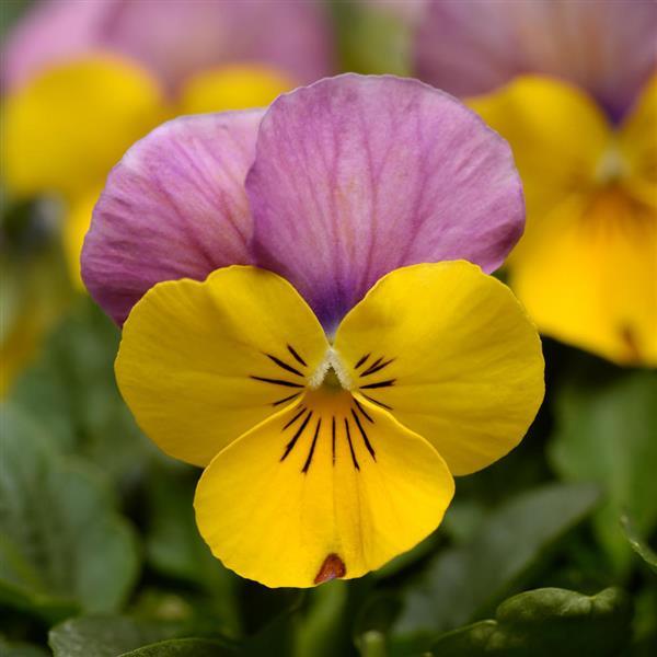 Viola Sorbet XP Yellow Pink Jump Up